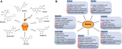 Therapeutic Potential of Bioactive Compounds in Honey for Treating Osteoarthritis